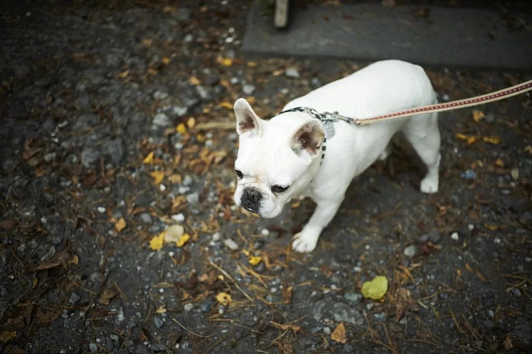 10种狗狗讨厌的行为!你有对狗狗做过吗?