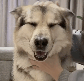 养狗后你多了些什么怪癖?