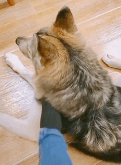 养狗后你多了些什么怪癖?