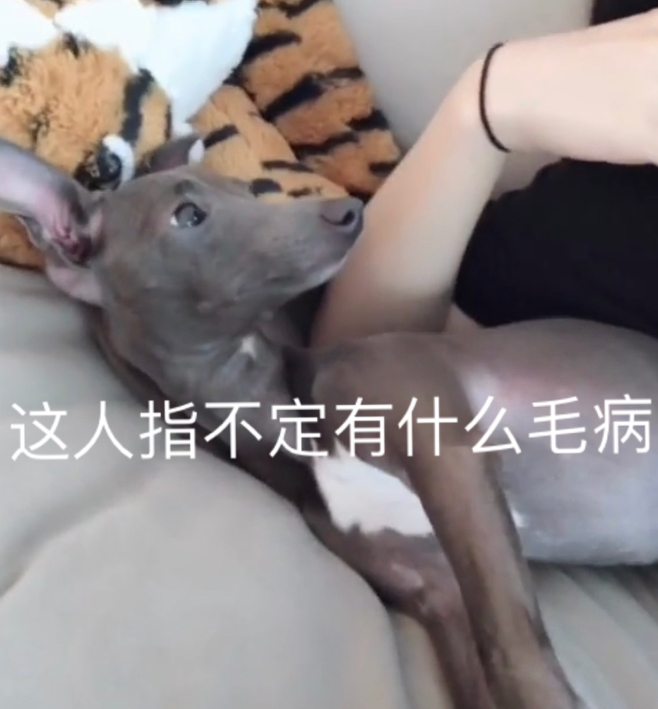 养狗后你多了些什么怪癖?