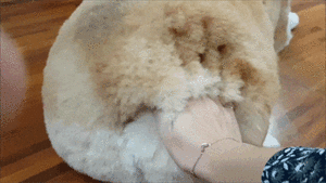 养狗后你多了些什么怪癖?