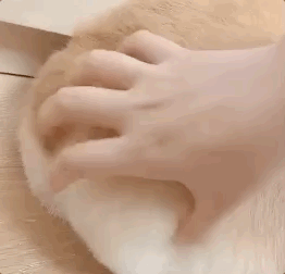 养狗后你多了些什么怪癖?