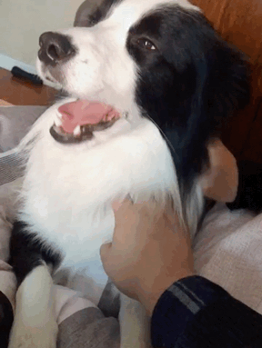 养狗后你多了些什么怪癖?