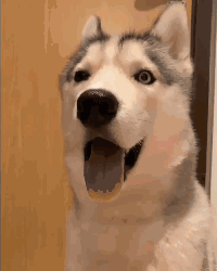 养狗后你多了些什么怪癖?