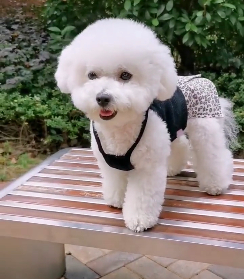 养狗后你多了些什么怪癖?