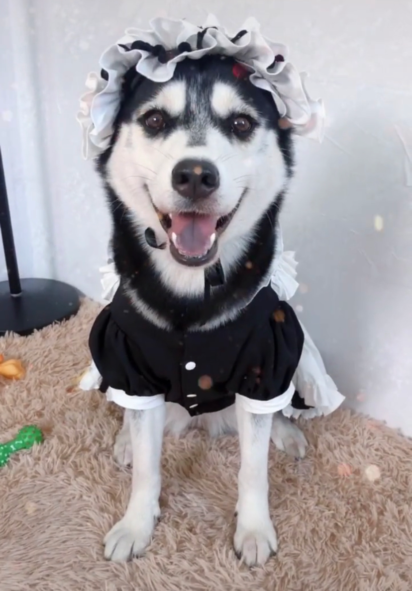 养狗后你多了些什么怪癖?