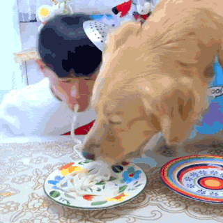 养狗的8大坏处,看完还敢养的,一定是真爱了