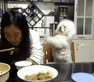 养狗的8大坏处,看完还敢养的,一定是真爱了