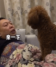 养狗的8大坏处,看完还敢养的,一定是真爱了