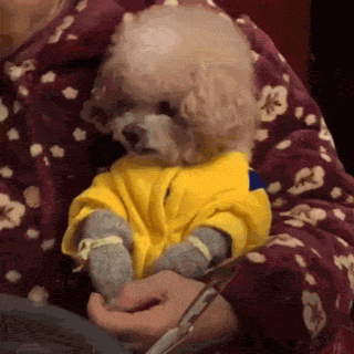 养狗的8大坏处,看完还敢养的,一定是真爱了