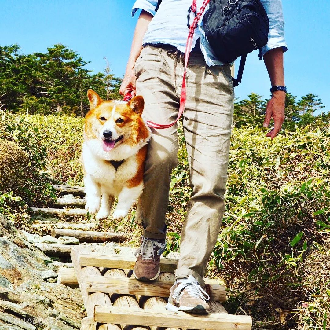 养狗的8大坏处,看完还敢养的,一定是真爱了