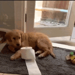 养狗的8大坏处,看完还敢养的,一定是真爱了