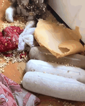 养狗的8大坏处,看完还敢养的,一定是真爱了