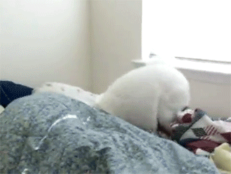 养狗的8大坏处,看完还敢养的,一定是真爱了