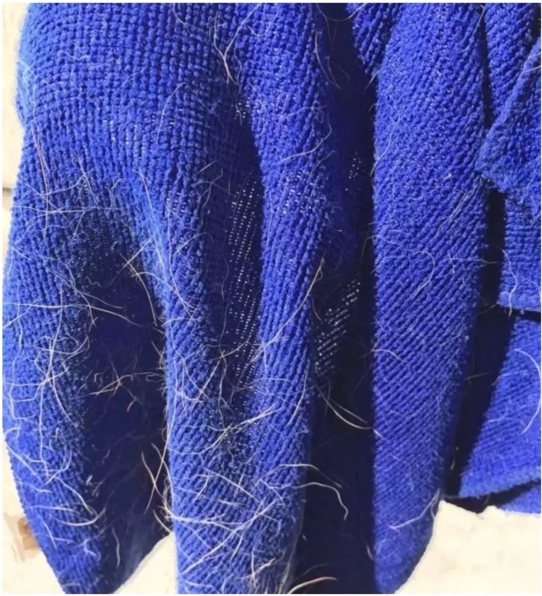 养狗的8大坏处,看完还敢养的,一定是真爱了