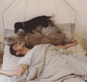 养狗的8大坏处,看完还敢养的,一定是真爱了