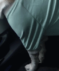 养狗的8大坏处,看完还敢养的,一定是真爱了