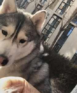 养狗的8大坏处,看完还敢养的,一定是真爱了