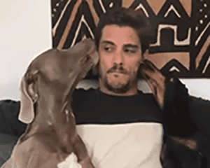 养狗的8大坏处,看完还敢养的,一定是真爱了