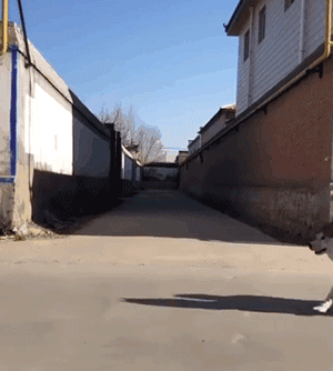 养狗的8大坏处,看完还敢养的,一定是真爱了