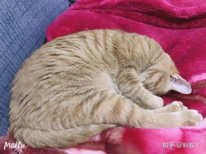 “好奇猫奶是什么味道,有人和我一样喝过猫奶吗?”