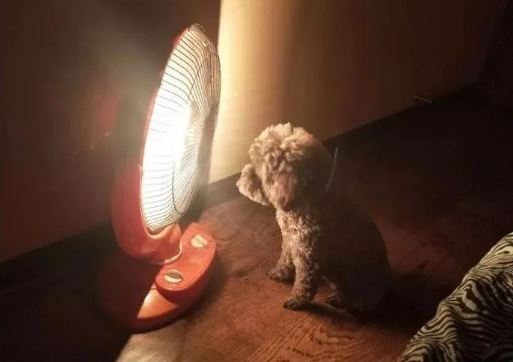 如果有一分钟的时间,让狗狗能听懂你说的话,你会说什么?