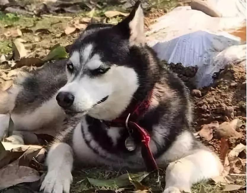 如果有一分钟的时间,让狗狗能听懂你说的话,你会说什么?