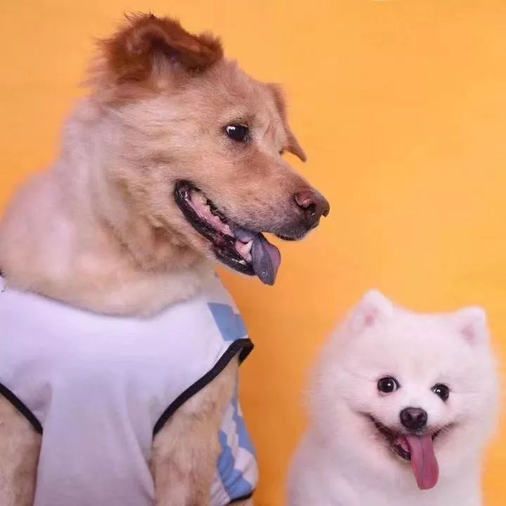 如果有一分钟的时间,让狗狗能听懂你说的话,你会说什么?