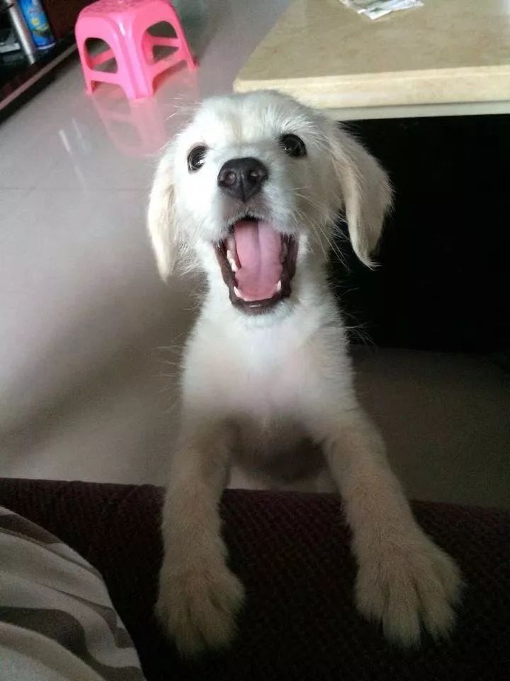 如果有一分钟的时间,让狗狗能听懂你说的话,你会说什么?