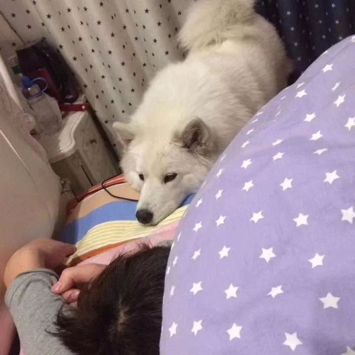 如果有一分钟的时间,让狗狗能听懂你说的话,你会说什么?