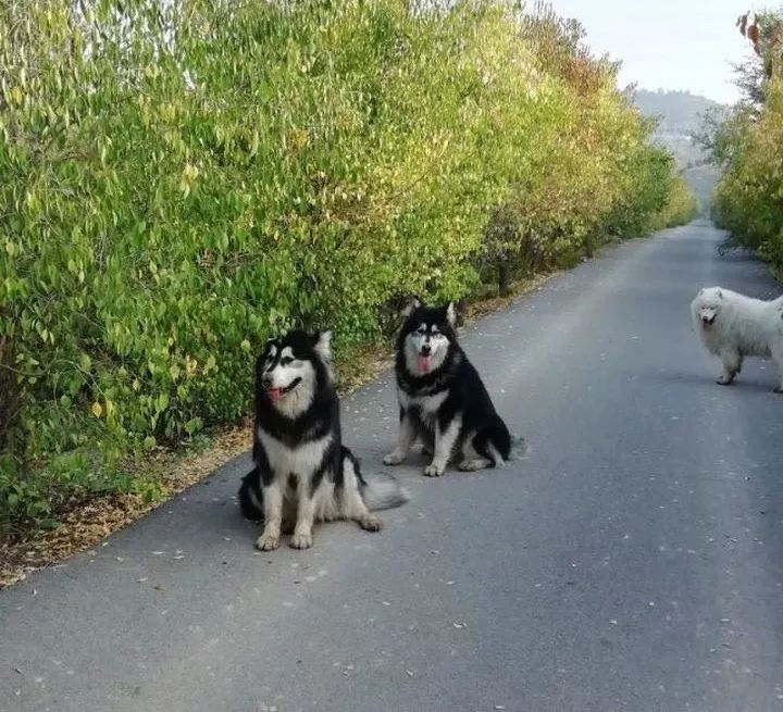 如果有一分钟的时间,让狗狗能听懂你说的话,你会说什么?