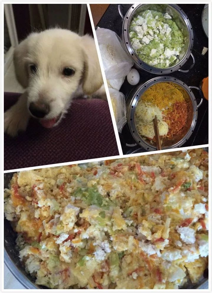 如果有一分钟的时间,让狗狗能听懂你说的话,你会说什么?