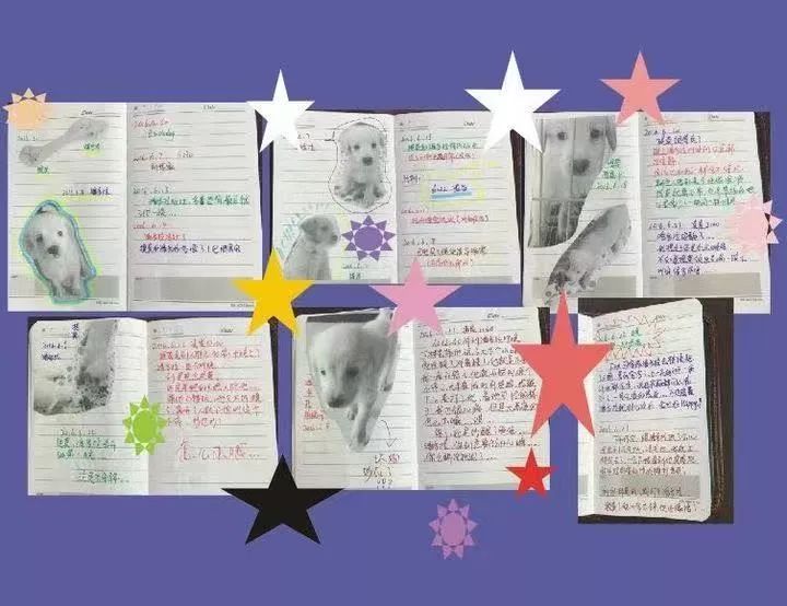 如果有一分钟的时间,让狗狗能听懂你说的话,你会说什么?