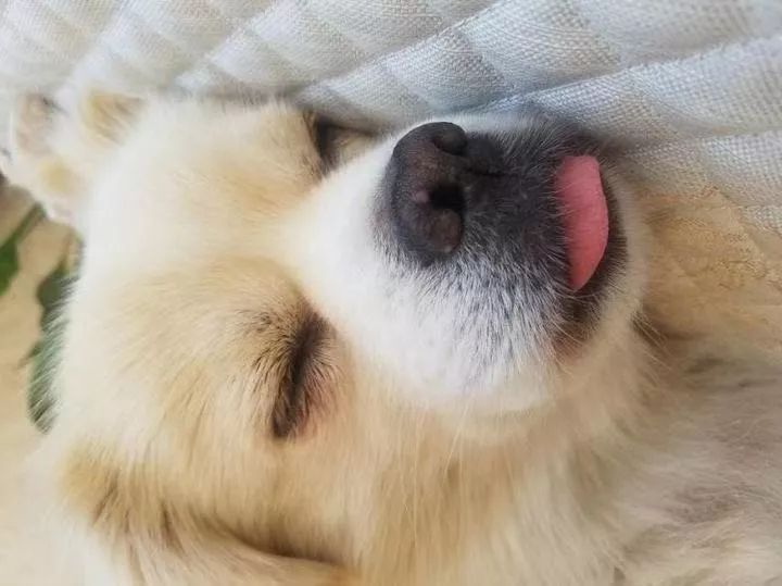 如果有一分钟的时间,让狗狗能听懂你说的话,你会说什么?