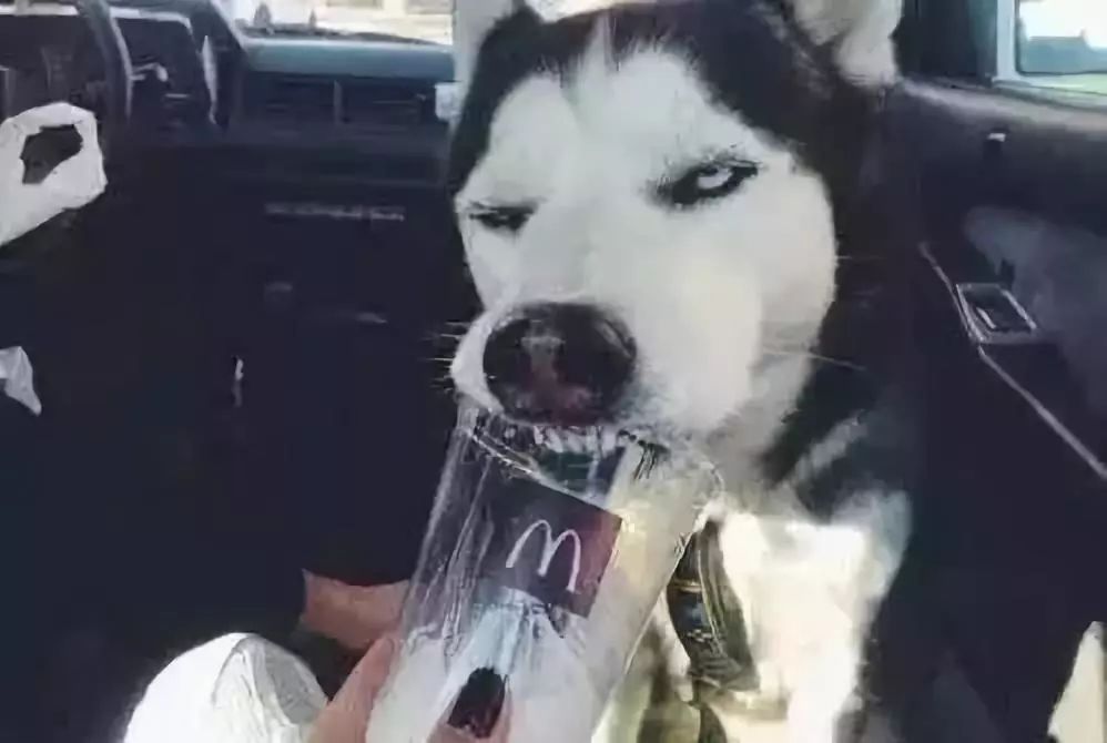 如果有一分钟的时间,让狗狗能听懂你说的话,你会说什么?