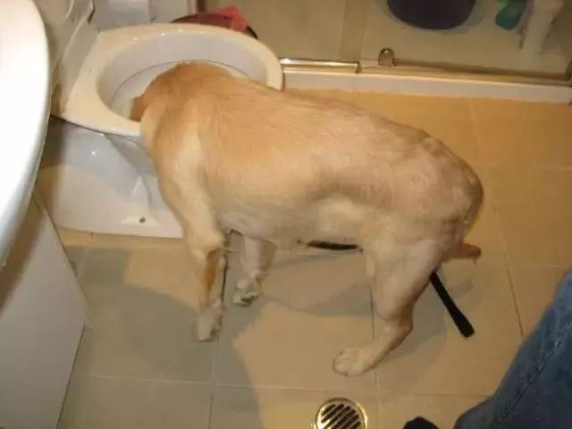 如果有一分钟的时间,让狗狗能听懂你说的话,你会说什么?