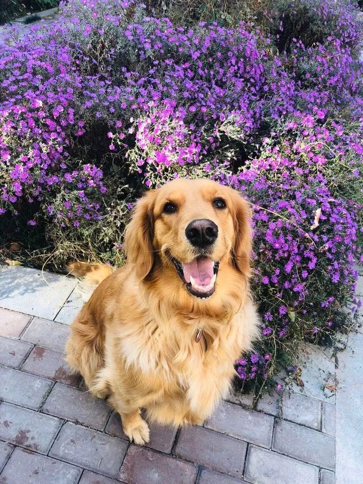 如果有一分钟的时间,让狗狗能听懂你说的话,你会说什么?