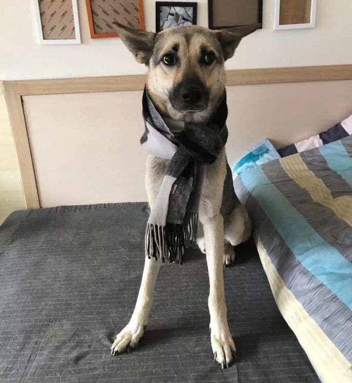 如果有一分钟的时间,让狗狗能听懂你说的话,你会说什么?