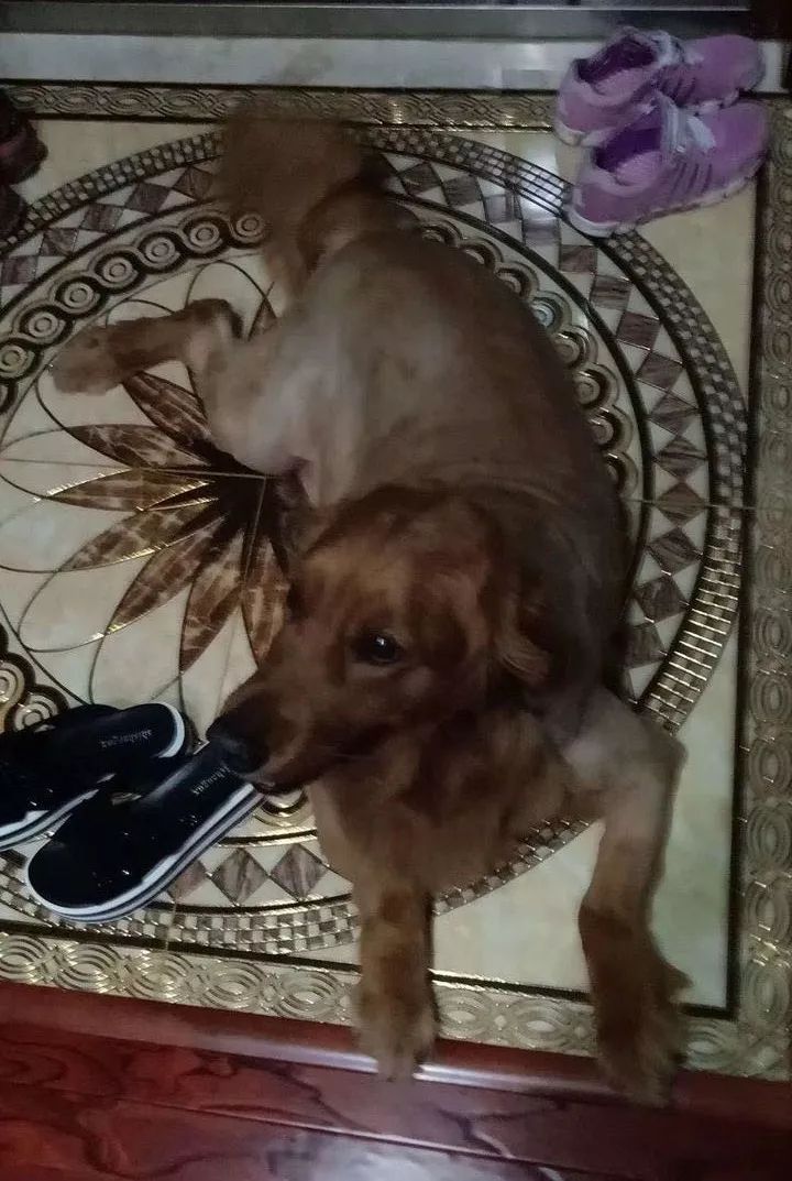 如果有一分钟的时间,让狗狗能听懂你说的话,你会说什么?