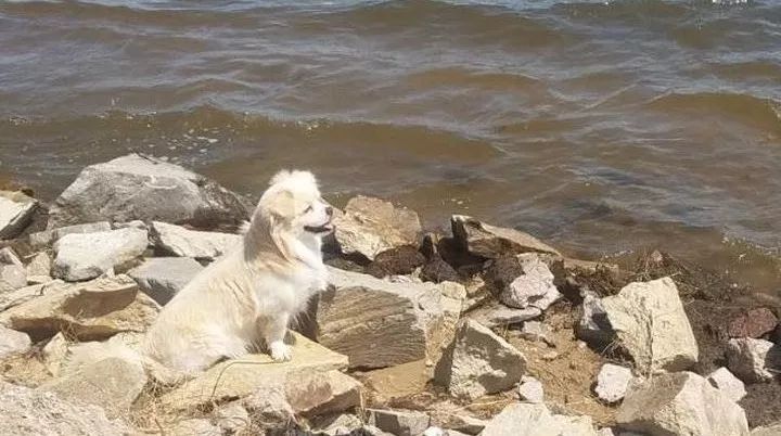 如果有一分钟的时间,让狗狗能听懂你说的话,你会说什么?