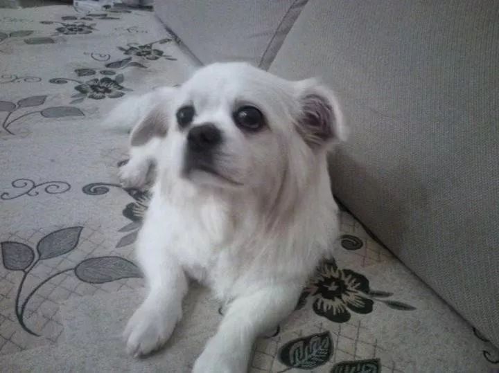 如果有一分钟的时间,让狗狗能听懂你说的话,你会说什么?