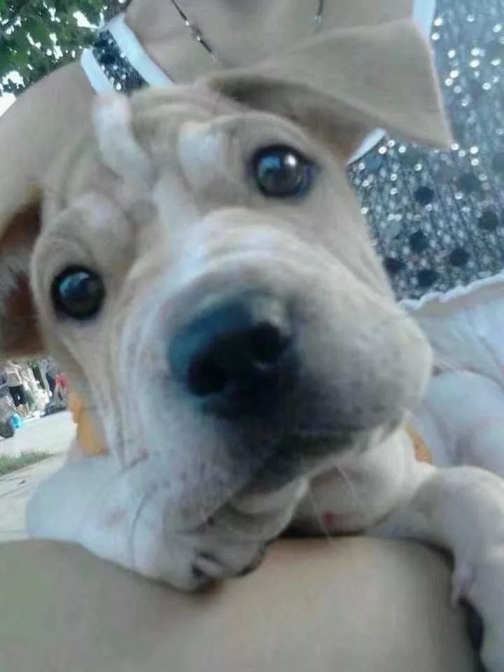 如果有一分钟的时间,让狗狗能听懂你说的话,你会说什么?