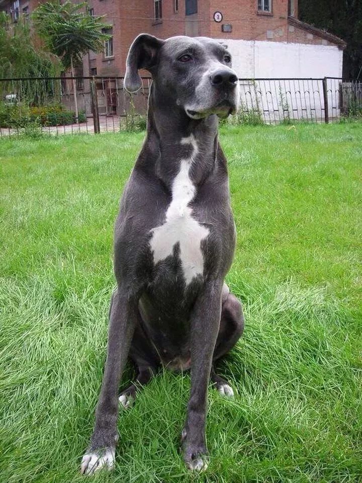 如果有一分钟的时间,让狗狗能听懂你说的话,你会说什么?