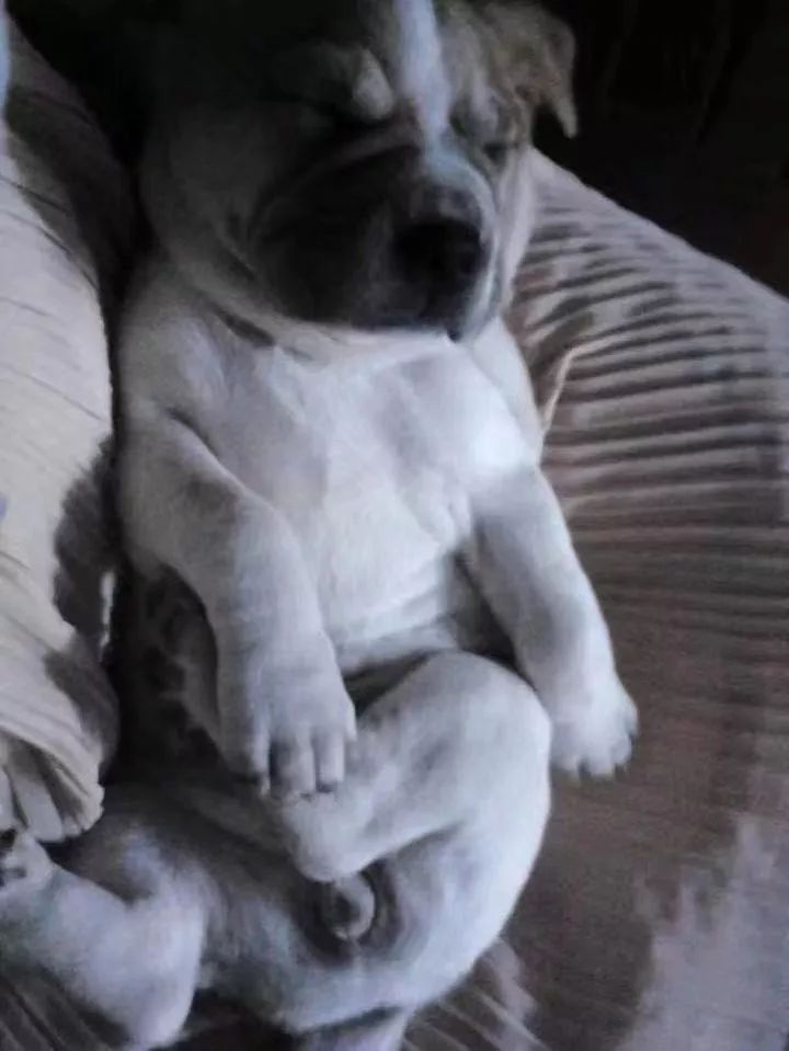 如果有一分钟的时间,让狗狗能听懂你说的话,你会说什么?