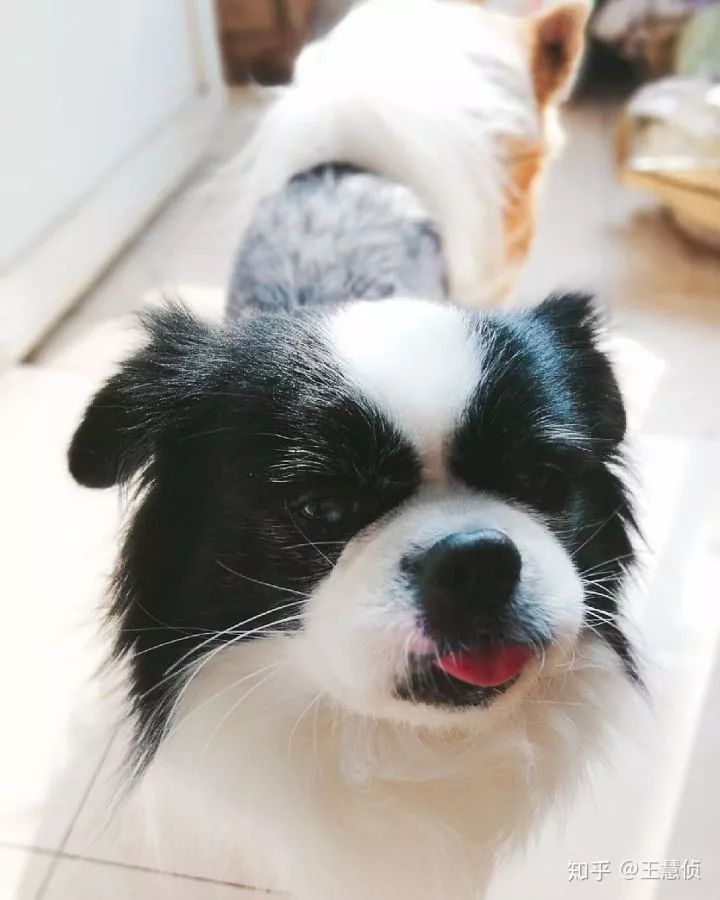 你什么时候发现,狗狗也在爱着你?