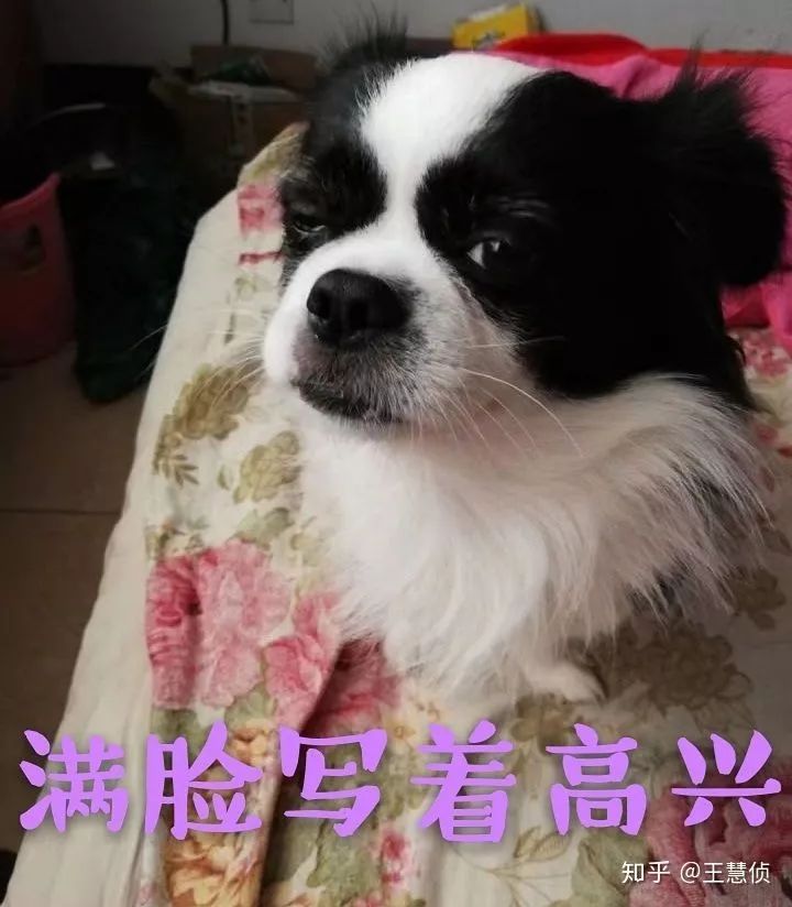 你什么时候发现,狗狗也在爱着你?