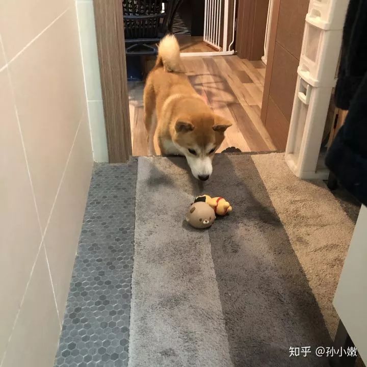 你什么时候发现,狗狗也在爱着你?