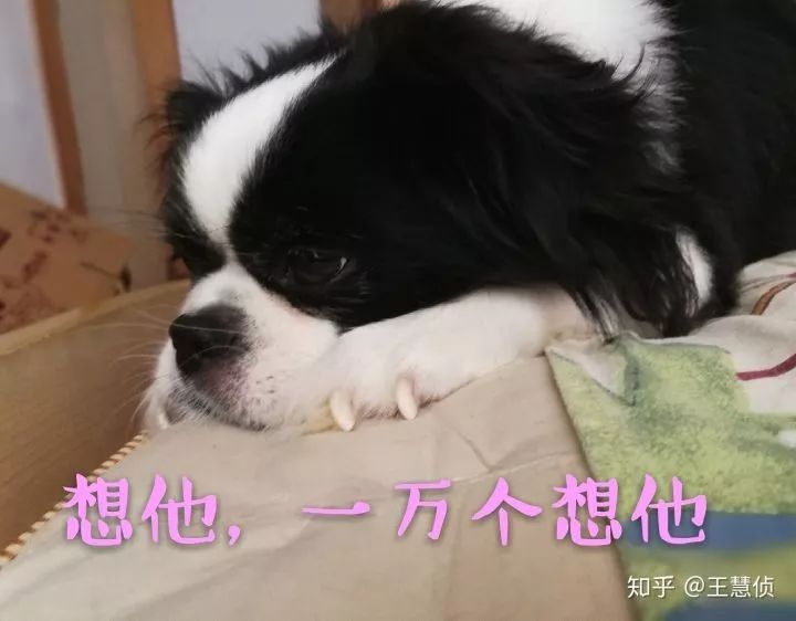 你什么时候发现,狗狗也在爱着你?