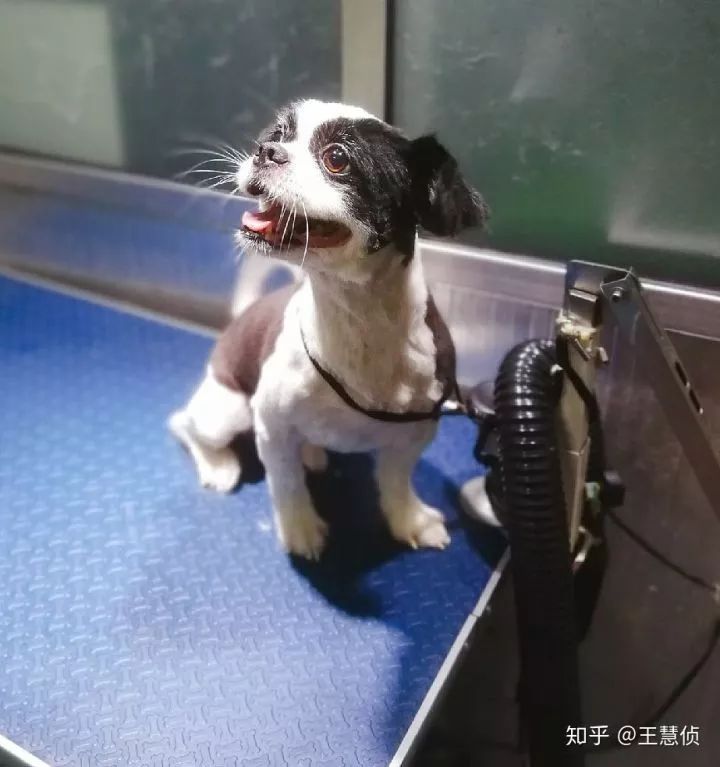 你什么时候发现,狗狗也在爱着你?