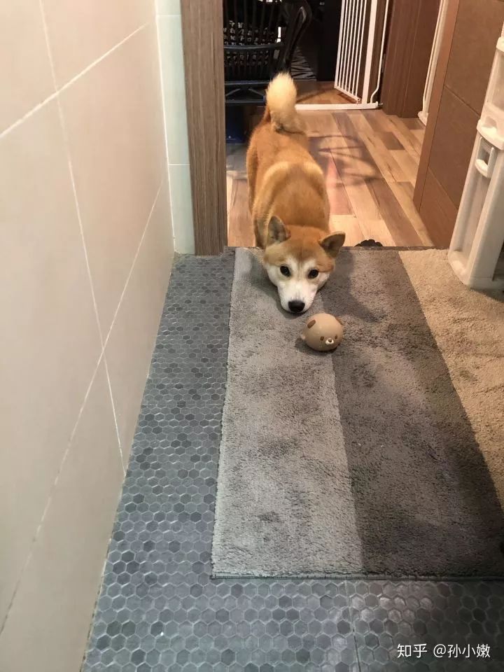 你什么时候发现,狗狗也在爱着你?